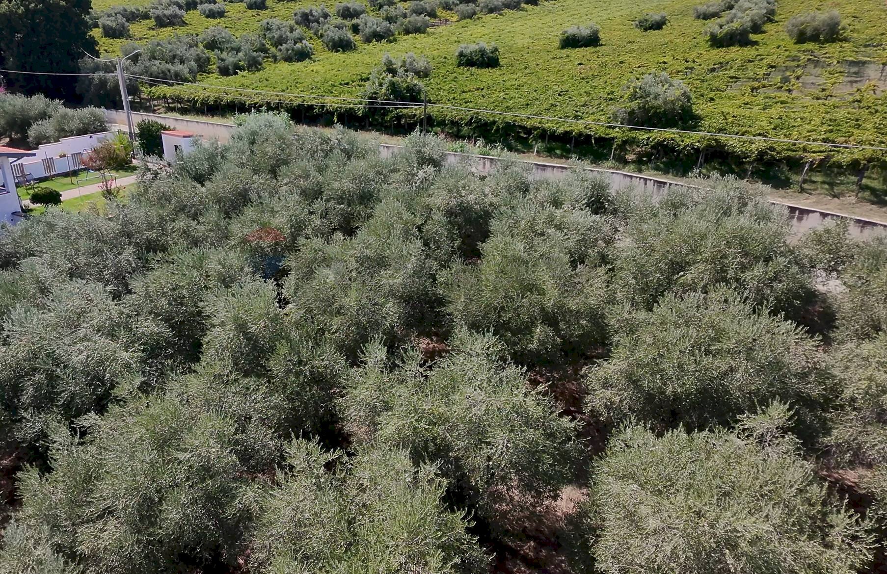 Posizione della mappa - Terreno edificabile C.da Cerreto, Miglianico - foto 2