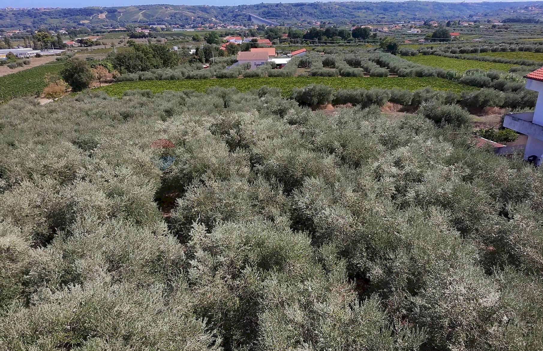Vista delle montagne - Terreno edificabile C.da Cerreto, Miglianico - foto 3