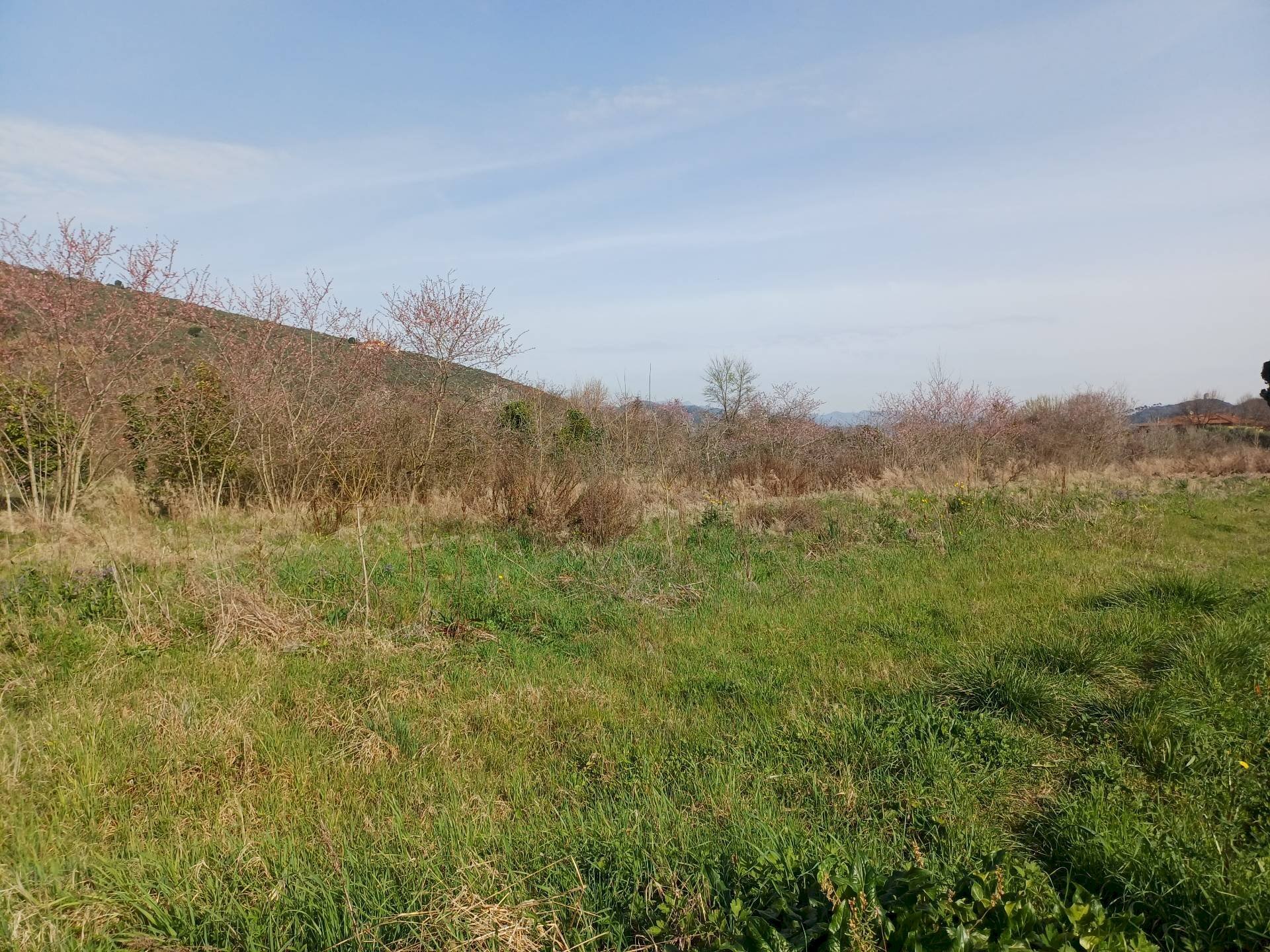 Foto 2 - Terreno agricolo via giuseppe verdi
 
-, Vecchiano - foto 2