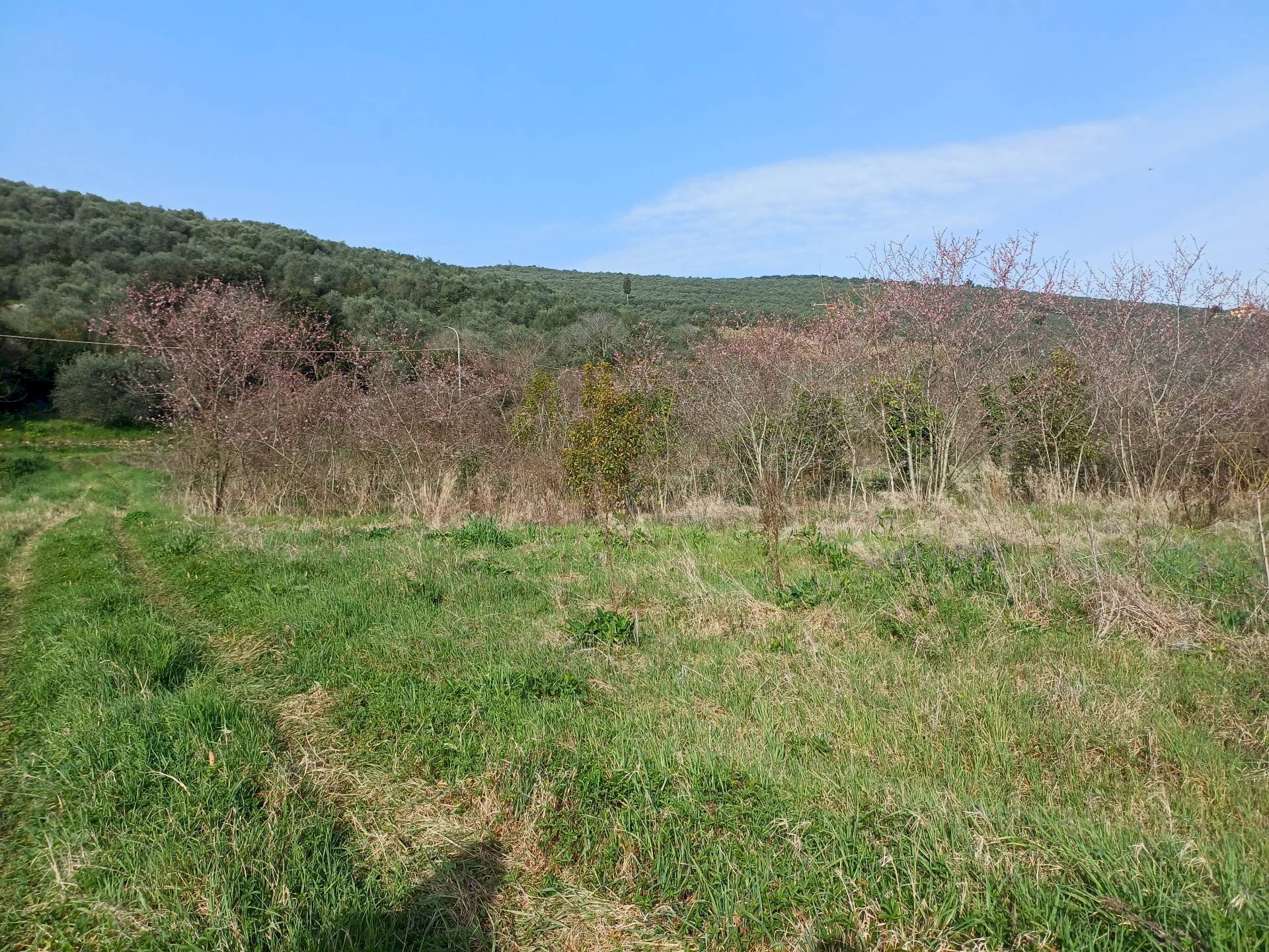 Foto 3 - Terreno agricolo via giuseppe verdi
 
-, Vecchiano - foto 3