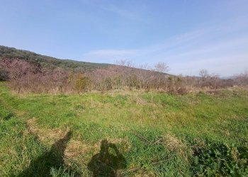 Foto 5 - Terreno agricolo via giuseppe verdi
-, Vecchiano - foto 5