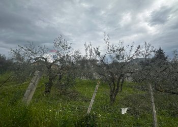 Giardino - Villa contrada Bommarito, San Cipirello - foto 28