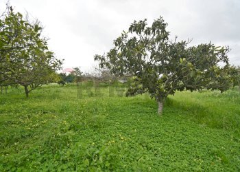 Giardino - Casa indipendente Via Roma
 
74, Vallermosa - foto 35