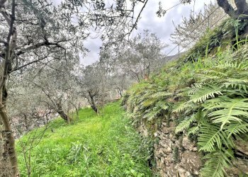 TERRENO 1.jpg - Magazzino Frazione Capreno, Sori - foto 11