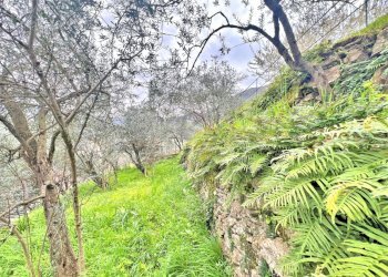 TERRENO.jpg - Magazzino Frazione Capreno, Sori - foto 12