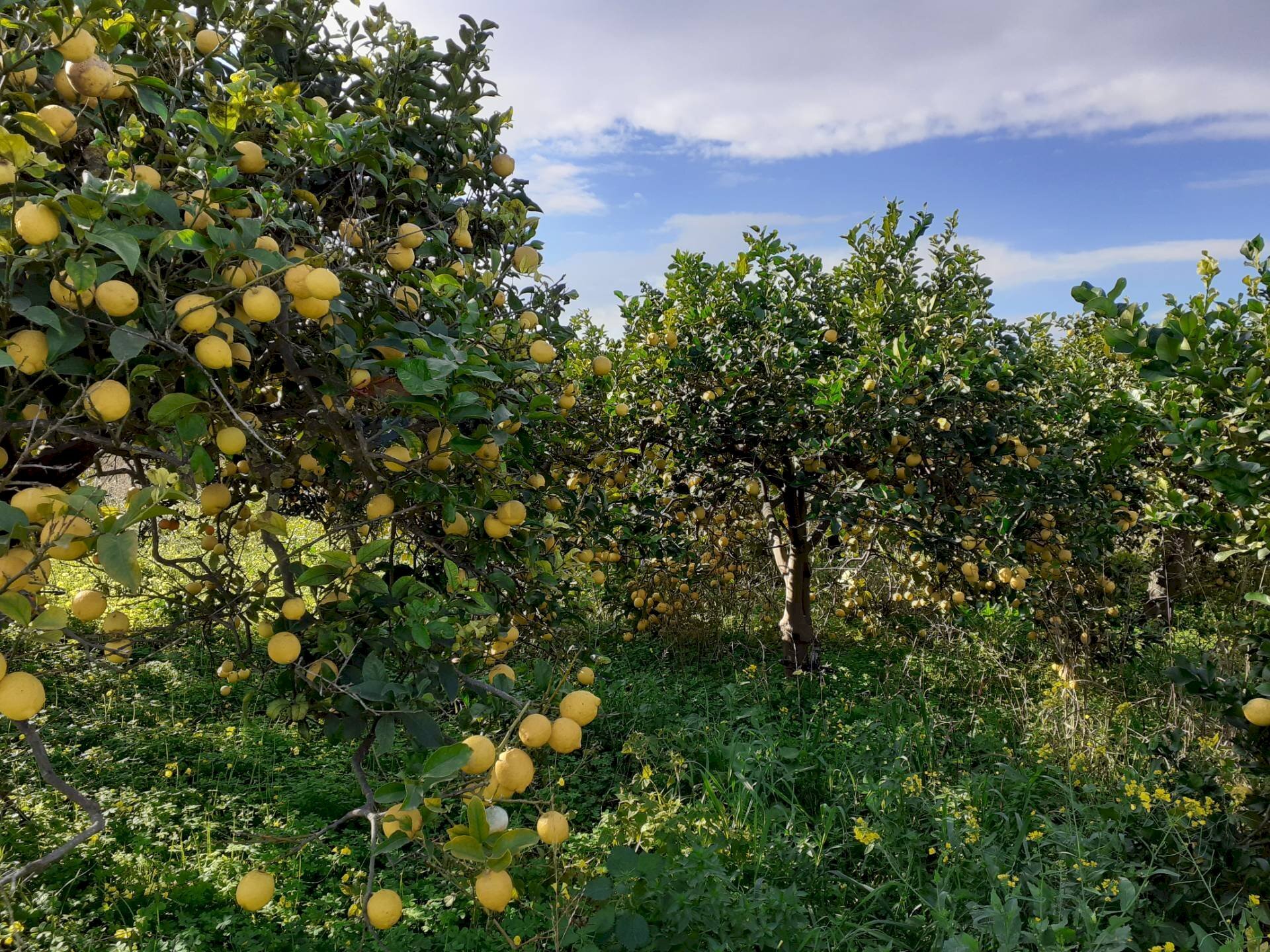 Giardino - Rustic VIA POZZO DI MAZZA
5, Siracusa - photo 2