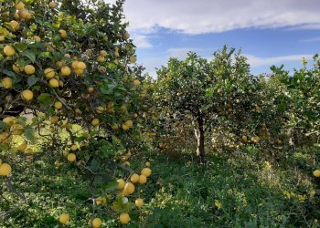 Giardino - Rustic VIA POZZO DI MAZZA
 
5, Siracusa - photo 2