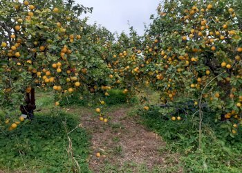 Giardino - Rustic VIA POZZO DI MAZZA
 
5, Siracusa - photo 5
