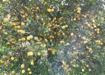 Giardino - Rustic VIA POZZO DI MAZZA
 
5, Siracusa - photo 24