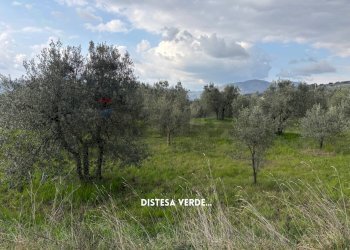 Giardino - Terreno agricolo STRADA PROVINCIALE LOC. MONTECALVO
 
snc, Roccastrada - foto 2