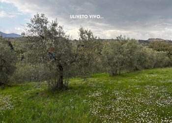 Giardino - Terreno agricolo STRADA PROVINCIALE LOC. MONTECALVO
 
snc, Roccastrada - foto 4
