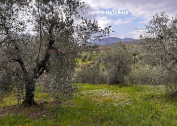 Vista delle montagne - Terreno agricolo STRADA PROVINCIALE LOC. MONTECALVO
 
snc, Roccastrada - foto 5