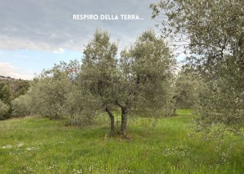 Giardino - Terreno agricolo STRADA PROVINCIALE LOC. MONTECALVO
 
snc, Roccastrada - foto 8