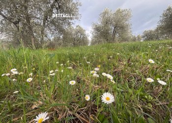 Giardino - Terreno agricolo STRADA PROVINCIALE LOC. MONTECALVO
 
snc, Roccastrada - foto 9