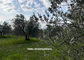 Giardino - Terreno agricolo STRADA PROVINCIALE LOC. MONTECALVO
 
snc, Roccastrada - foto 10