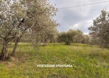 Giardino - Terreno agricolo STRADA PROVINCIALE LOC. MONTECALVO
 
snc, Roccastrada - foto 14