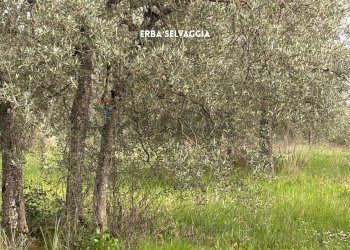 Non correlato - Terreno agricolo STRADA PROVINCIALE LOC. MONTECALVO
 
snc, Roccastrada - foto 16