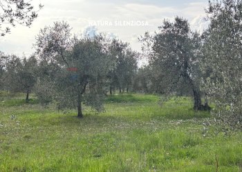 Giardino - Terreno agricolo STRADA PROVINCIALE LOC. MONTECALVO
 
snc, Roccastrada - foto 17