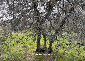 Giardino - Terreno agricolo STRADA PROVINCIALE LOC. MONTECALVO
 
snc, Roccastrada - foto 19