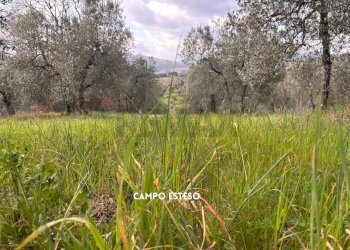 Giardino - Terreno agricolo STRADA PROVINCIALE LOC. MONTECALVO
 
snc, Roccastrada - foto 21