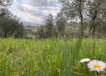 Giardino - Terreno agricolo STRADA PROVINCIALE LOC. MONTECALVO
 
snc, Roccastrada - foto 24