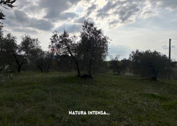 Giardino - Terreno agricolo STRADA PROVINCIALE LOC. MONTECALVO
 
snc, Roccastrada - foto 25