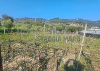 5.jpeg - Agricultural land Strada Collette Beulle, Sanremo - photo 5