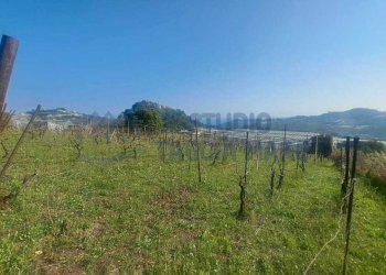 6.jpeg - Agricultural land Strada Collette Beulle, Sanremo - photo 6