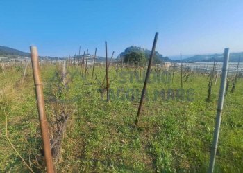 9.jpeg - Agricultural land Strada Collette Beulle, Sanremo - photo 8