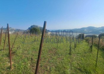 11.jpeg - Agricultural land Strada Collette Beulle, Sanremo - photo 10