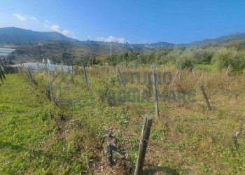 16.jpeg - Agricultural land Strada Collette Beulle, Sanremo - photo 11