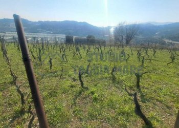 20.jpeg - Agricultural land Strada Collette Beulle, Sanremo - photo 12