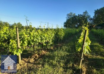 Terreno agricolo Forlì - foto 2