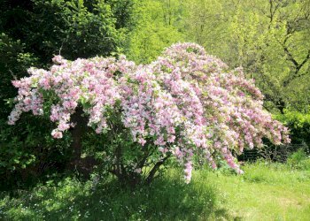 Foto 7 - Casa indipendente Via Madonna delle Grazie
 
63, Cannobio - foto 7