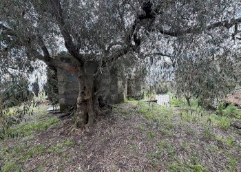 Giardino - Terreno agricolo Strada Iazzo Vecchio
 
snc, Santa Maria di Licodia - foto 9