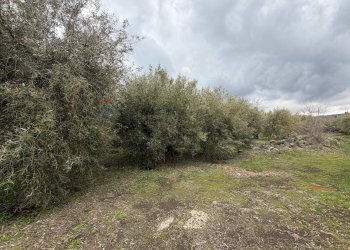 Giardino - Terreno agricolo Strada Iazzo Vecchio
 
snc, Santa Maria di Licodia - foto 14