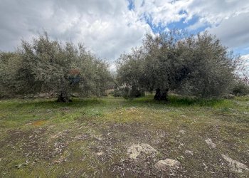 Giardino - Terreno agricolo Strada Iazzo Vecchio
 
snc, Santa Maria di Licodia - foto 15