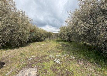 Giardino - Terreno agricolo Strada Iazzo Vecchio
 
snc, Santa Maria di Licodia - foto 16
