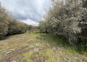 Giardino - Terreno agricolo Strada Iazzo Vecchio
 
snc, Santa Maria di Licodia - foto 23