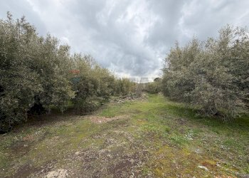 Giardino - Terreno agricolo Strada Iazzo Vecchio
 
snc, Santa Maria di Licodia - foto 24