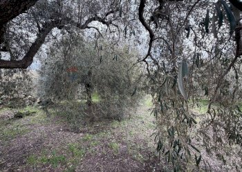 Giardino - Terreno agricolo Strada Iazzo Vecchio
 
snc, Santa Maria di Licodia - foto 26