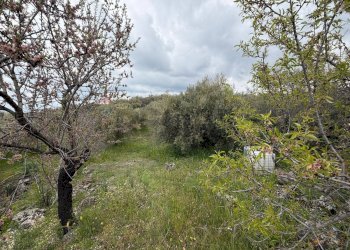 Giardino - Terreno agricolo Strada Iazzo Vecchio
 
snc, Santa Maria di Licodia - foto 27