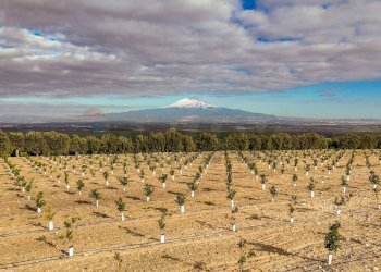 Vista delle montagne - Agricultural land Strada Galerno
 
500, Lentini - photo 22