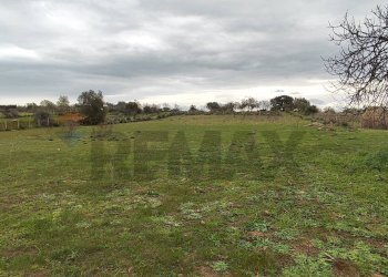 Giardino - Terreno agricolo CONTRADA PIANO EVOLI
 
sn, Caltagirone - foto 3