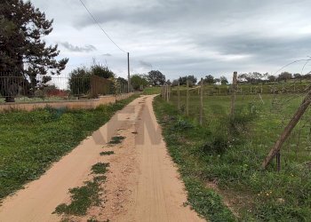 Giardino - Terreno agricolo CONTRADA PIANO EVOLI
 
sn, Caltagirone - foto 5