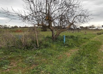 Giardino - Terreno agricolo CONTRADA PIANO EVOLI
 
sn, Caltagirone - foto 6