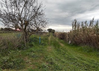 Giardino - Terreno agricolo CONTRADA PIANO EVOLI
 
sn, Caltagirone - foto 7