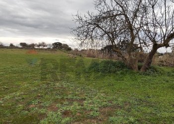 Giardino - Terreno agricolo CONTRADA PIANO EVOLI
 
sn, Caltagirone - foto 9