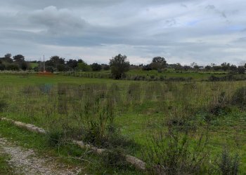 Giardino - Terreno agricolo CONTRADA PIANO EVOLI
 
sn, Caltagirone - foto 12