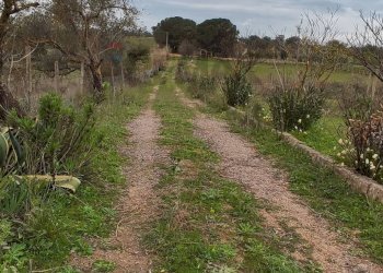 Giardino - Terreno agricolo CONTRADA PIANO EVOLI
 
sn, Caltagirone - foto 14